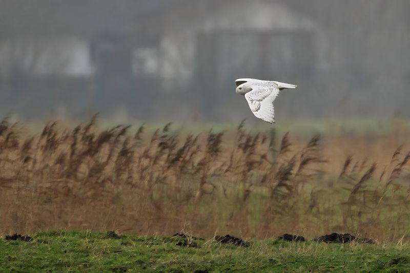 Snowy Owl (Bubo scandiacus)