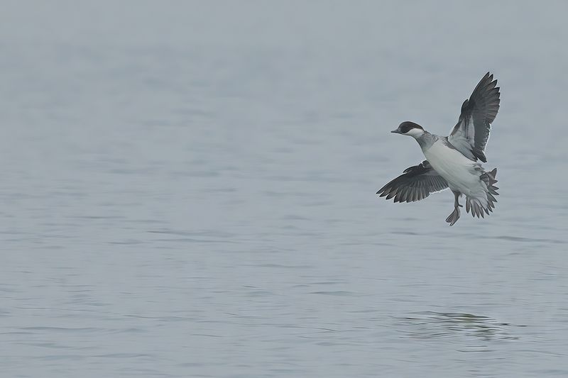 Smew (Mergellus albellus)