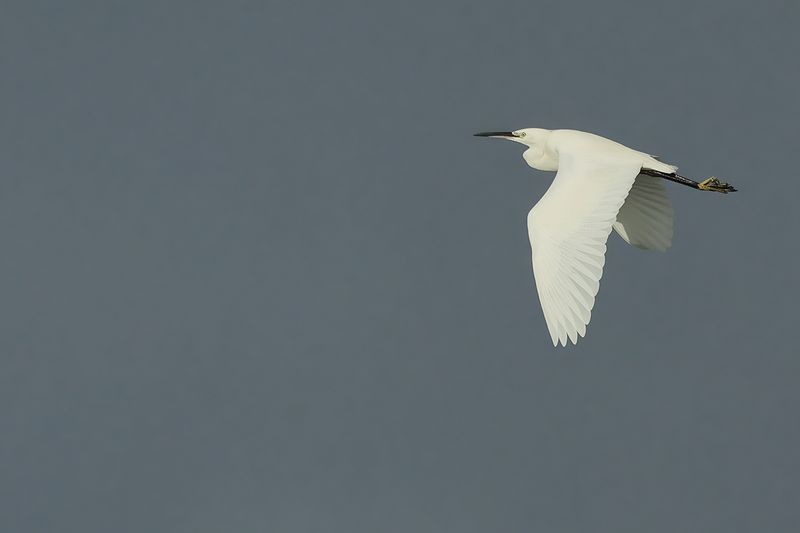 Little Egret (Egreta garzetta)