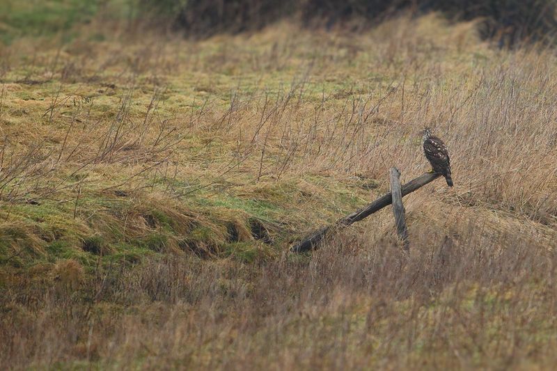 Northern Goshawk (Astur gentilis)
