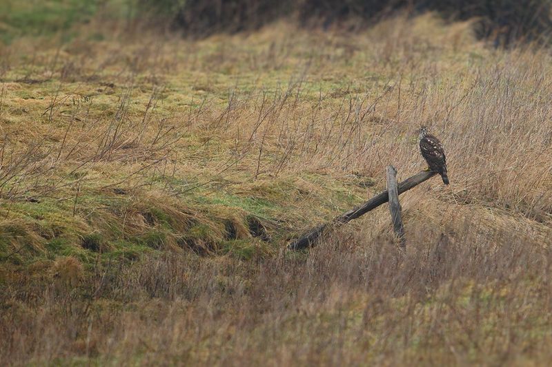 Northern Goshawk (Accipiter gentilis)