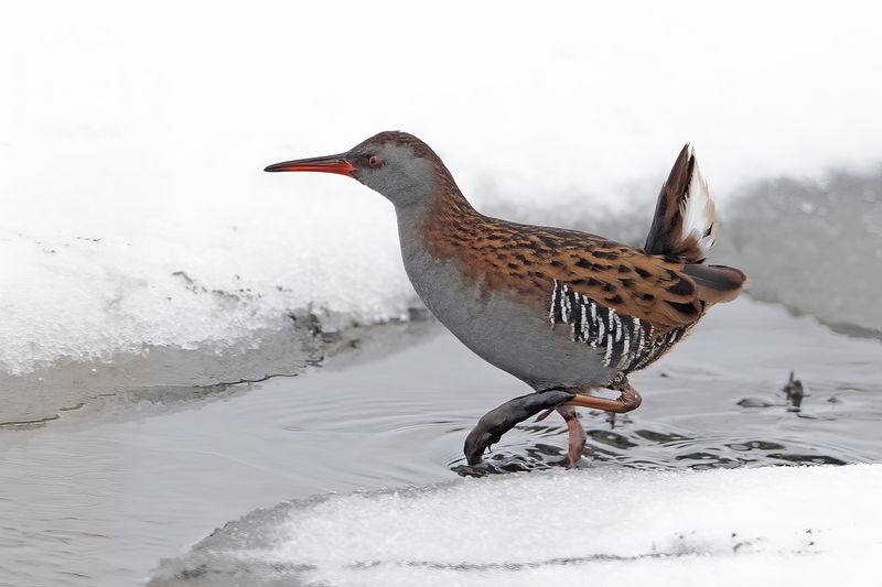 Water Rail (Rallus aquaticus)