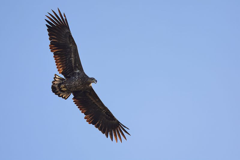Gallery : White-tailed Eagle Holland