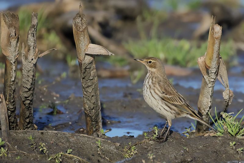 Gallery Water Pipit