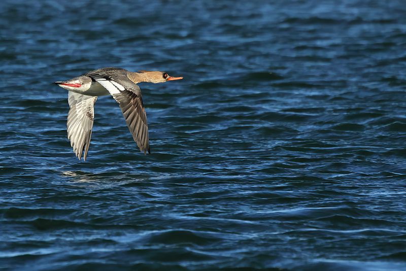 Red-breasted Merganser (Mergus serrator)