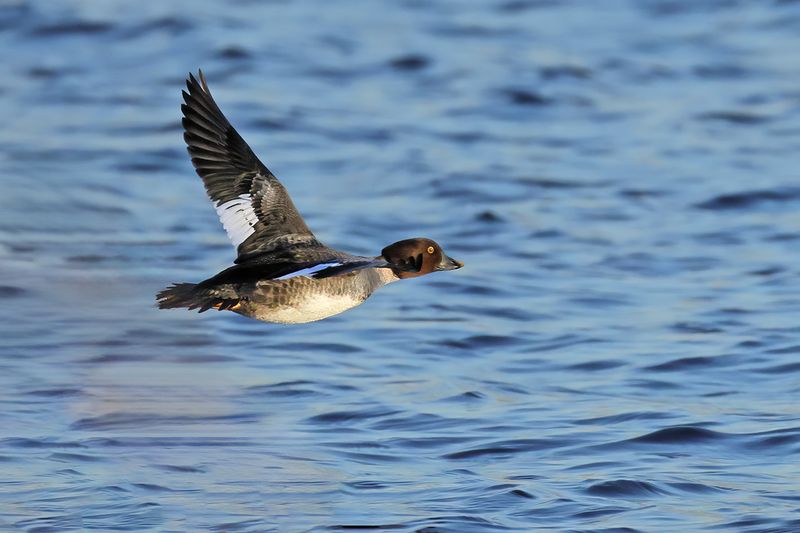 Common Goldeneye (Bucephala clangula)