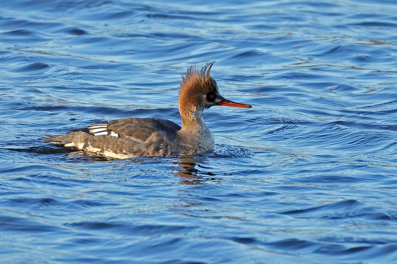 Red-breasted Merganser (Mergus serrator)