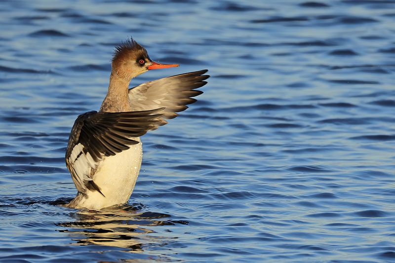Red-breasted Merganser (Mergus serrator)
