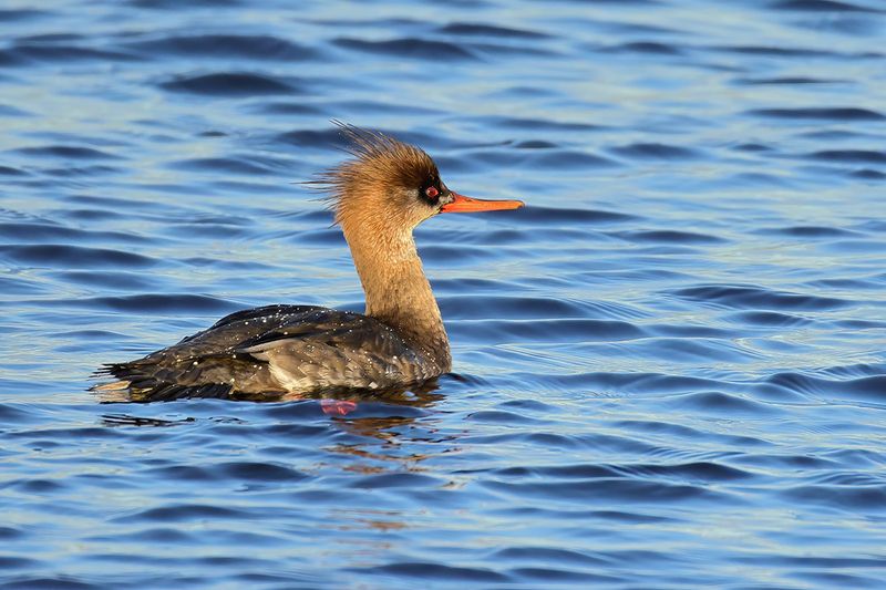 Red-breasted Merganser (Mergus serrator)