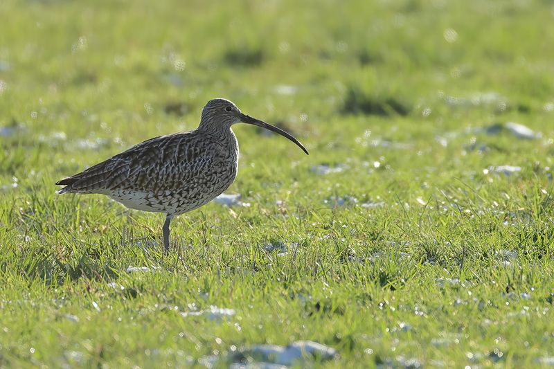 Curlew (Numenius arquata)