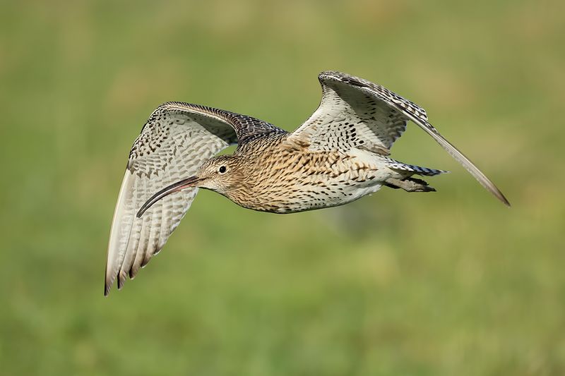 Curlew (Numenius arquata)