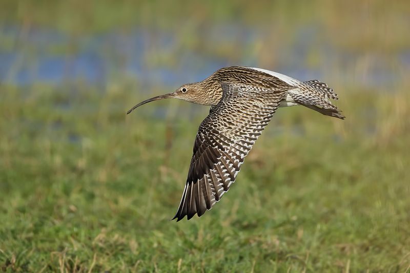 Curlew (Numenius arquata)