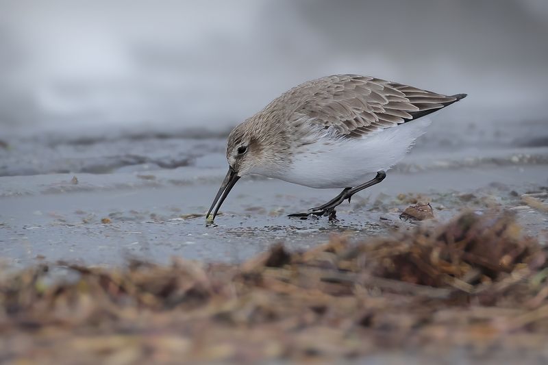 Dunlin (Calidris alpina) 