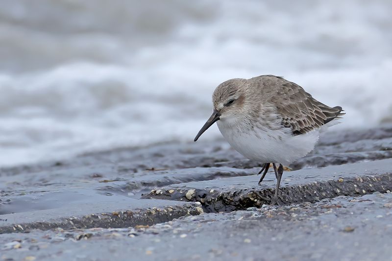 Dunlin (Calidris alpina) 