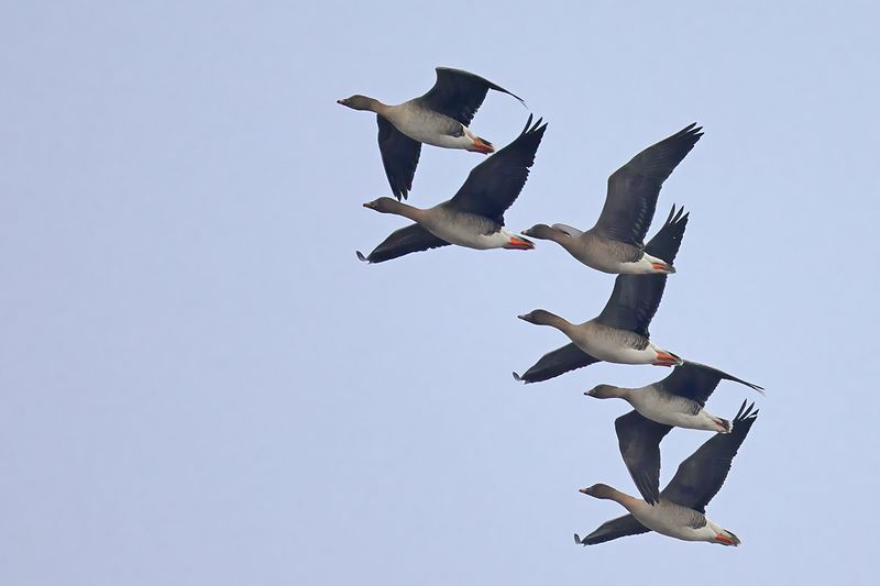 Bean Goose (Anser fabalis)