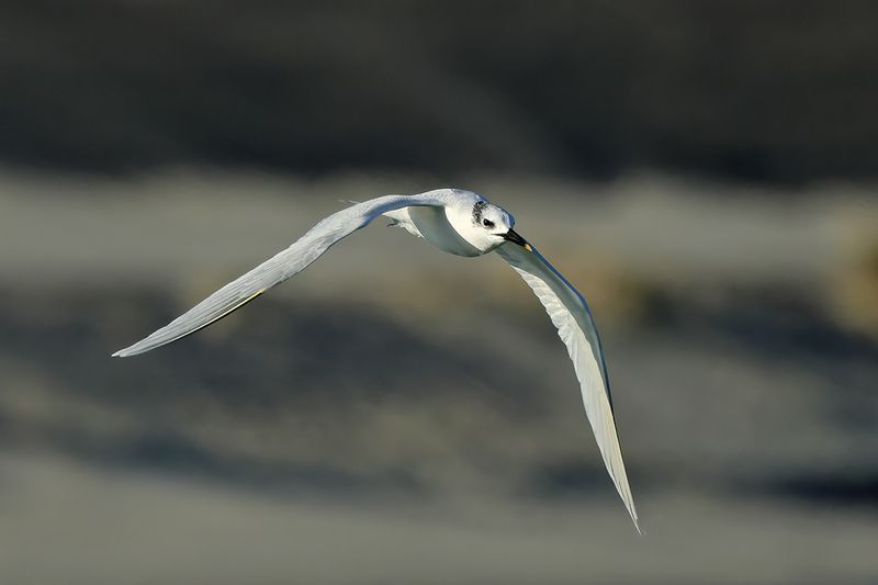 Sandwich Tern (Thalasseus sandvicensis)