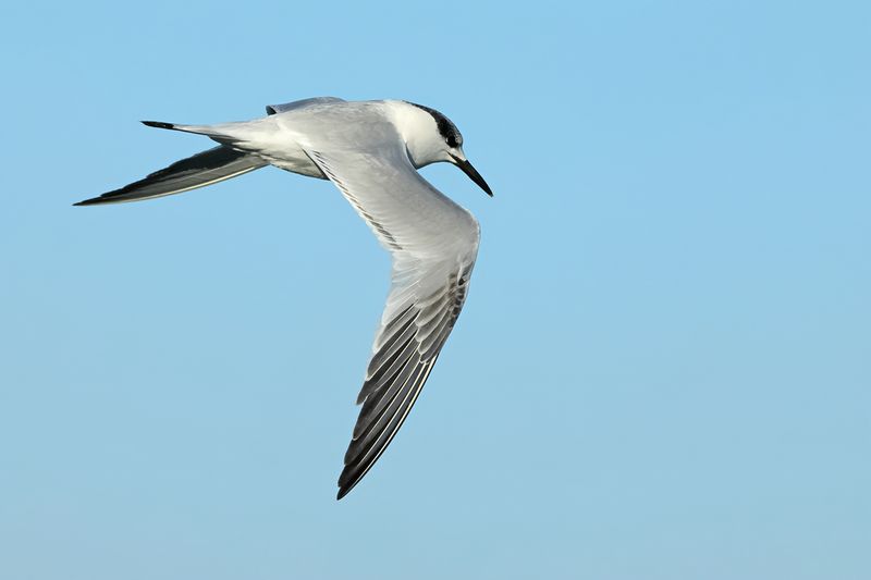 Sandwich Tern (Thalasseus sandvicensis)
