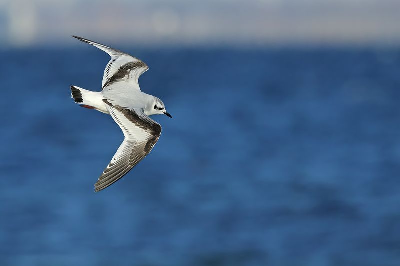 Little Gull (Hydrocoloeus minutus)