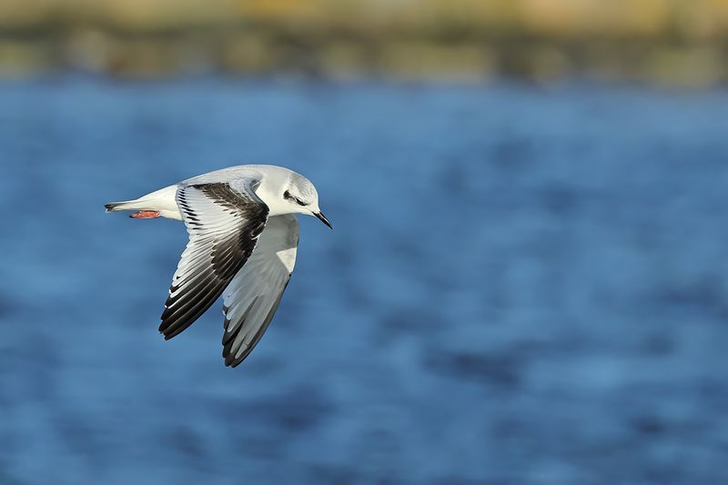 Little Gull (Hydrocoloeus minutus)