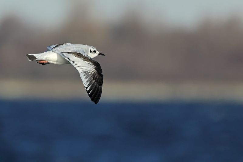Little Gull (Hydrocoloeus minutus)