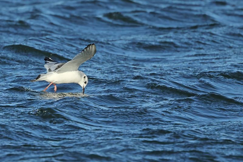 Little Gull (Hydrocoloeus minutus)