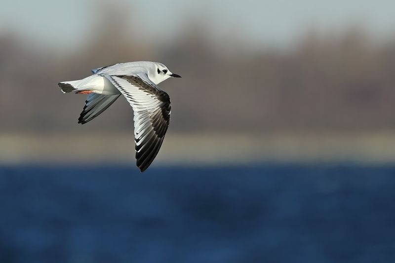 Little Gull (Hydrocoloeus minutus)