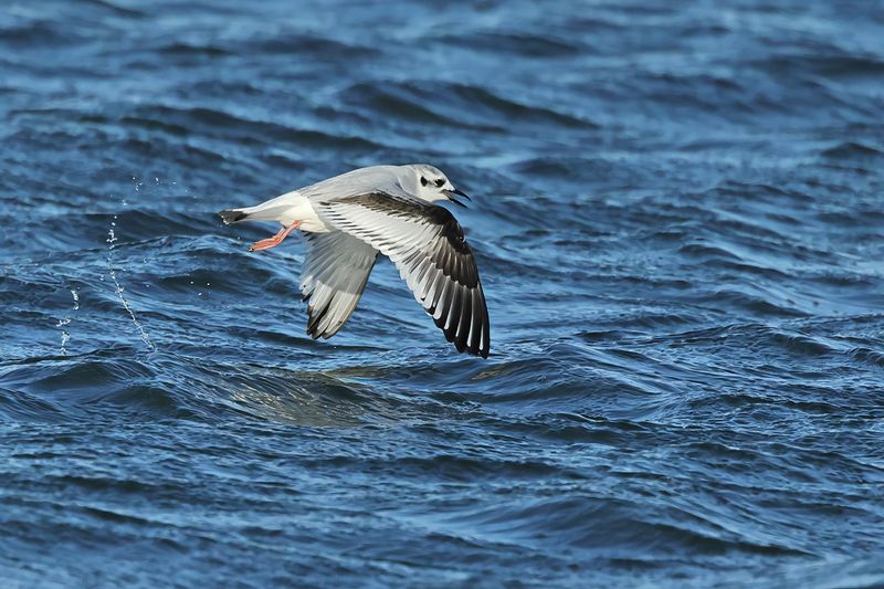 Little Gull (Hydrocoloeus minutus)