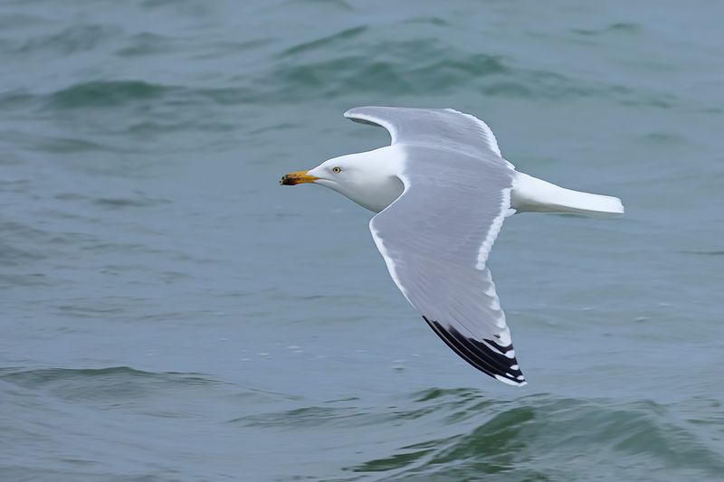 Herring Gull (Larus argentatus)