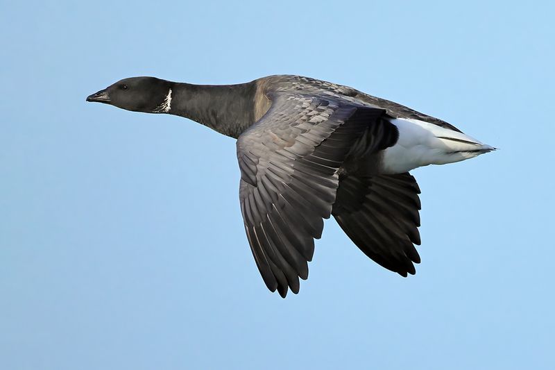 Gallery Brant goose