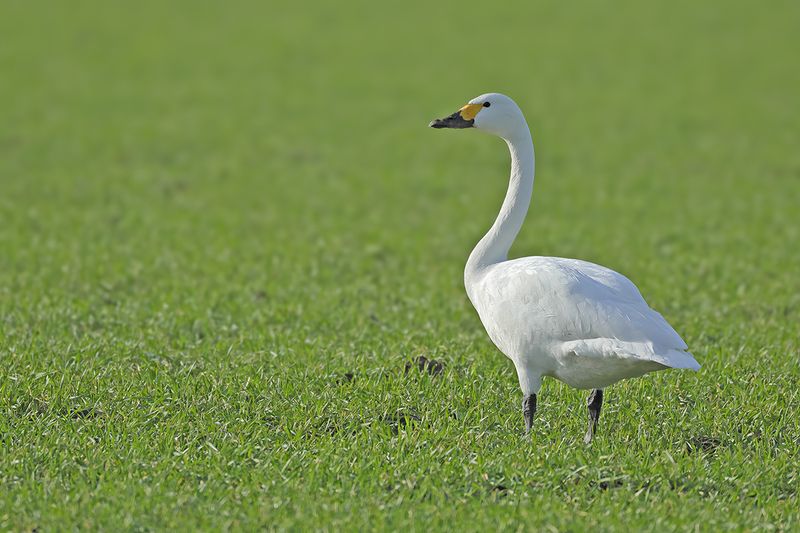 Bewick's Swan (Cygnus columbianus) 