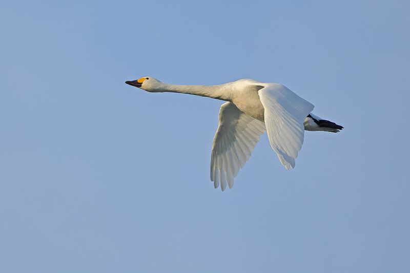 Bewick's Swan (Cygnus columbianus) 