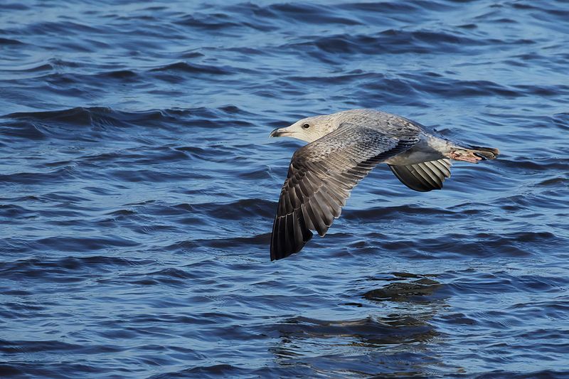 Herring Gull (Larus argentatus)