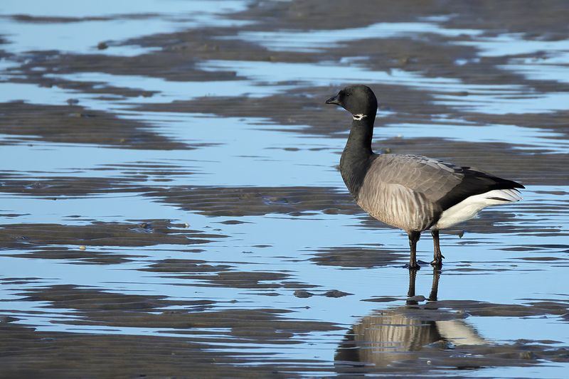 Brent Goose (Branta bernicla)
