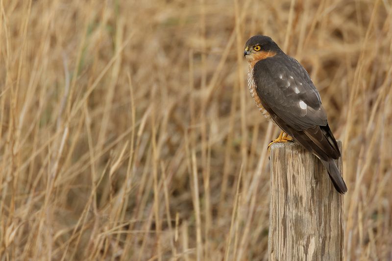 Eurasian (or Northern) Sparrowhawk (Accipiter nisus)