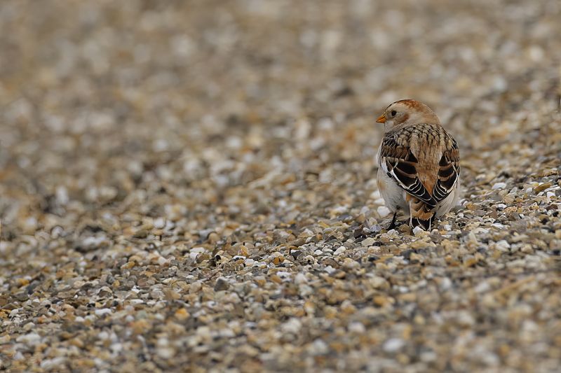 Snow Bunting (Plectrophenax nivalis) 