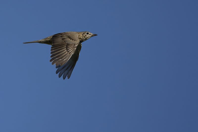 Mistle Thrush (Turdus viscivorus)