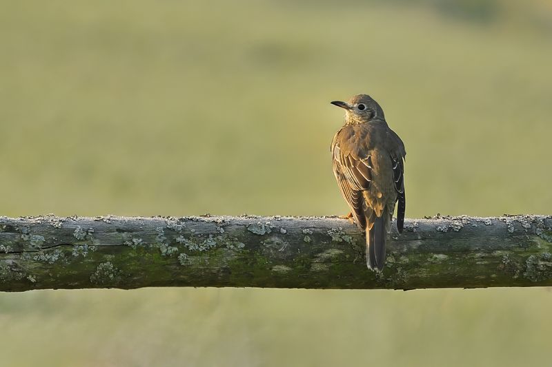 Mistle Thrush (Turdus viscivorus)