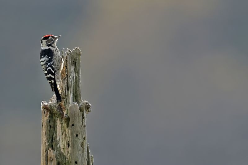 Gallery Lesser spotted Woodpecker 
