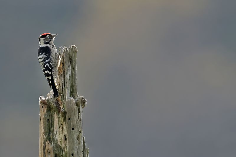 Lesser Spotted Woodpecker (Dryobates minor)