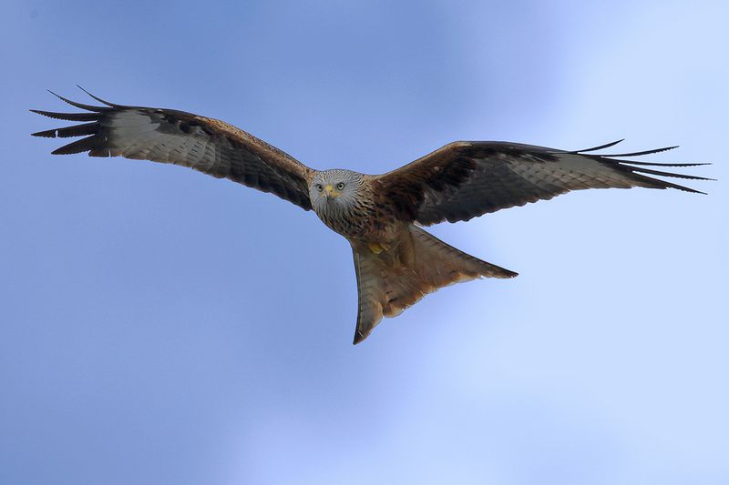 Red Kite- Milvus milvus