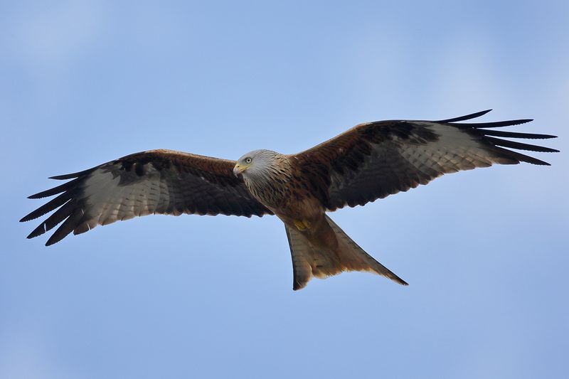 Red Kite- Milvus milvus