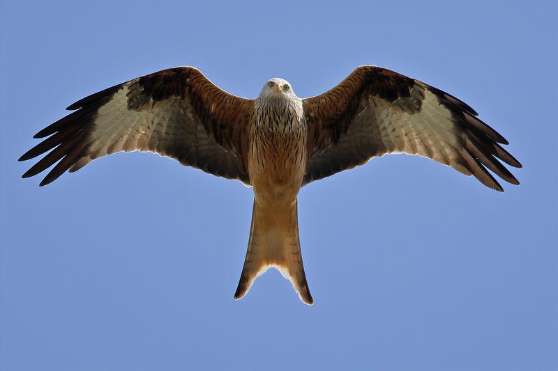 Red Kite- Milvus milvus