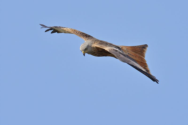 Red Kite- Milvus milvus