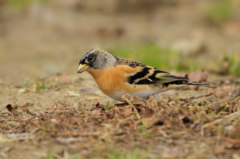 Brambling (Fringilla montifringilla) 