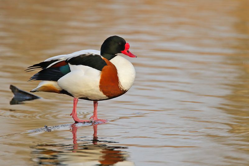 Common Shelduck (Tadorna tadorna)