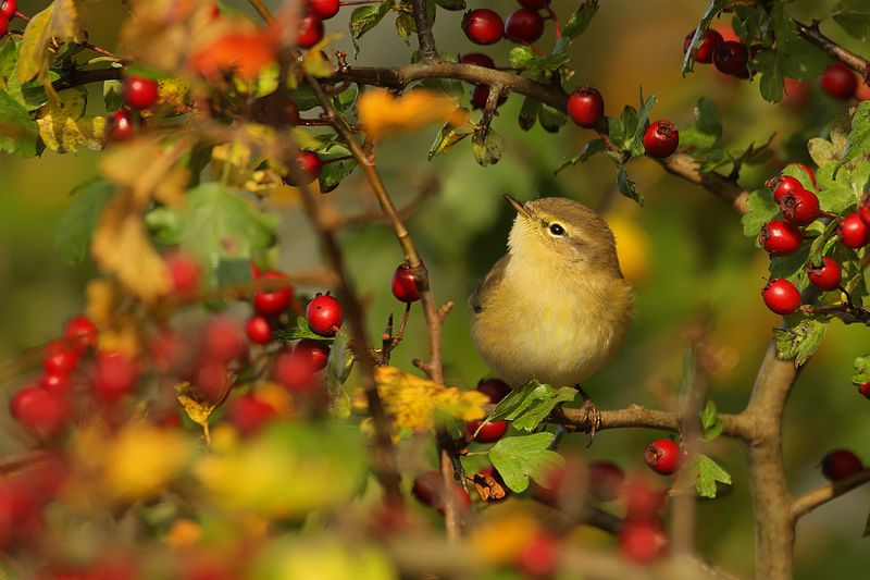 Chiffchaff (Phylloscopus collybita)