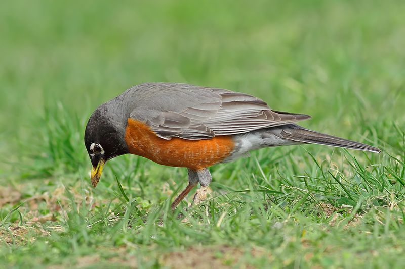 American Robin (Turdus migratorius)