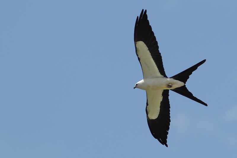 Gallery Swallow-tailed Kite