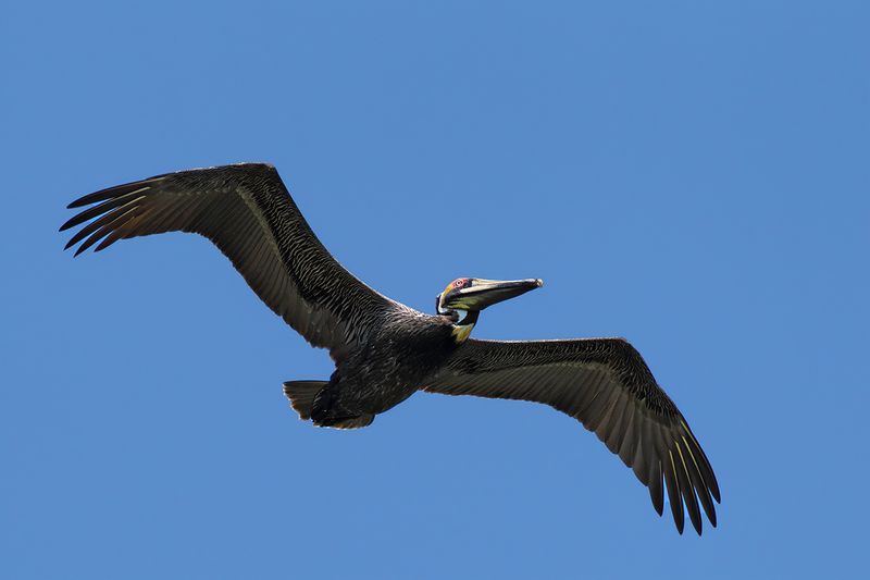 Brown Pelican  (Pelecanus occidentalis carolinensis)