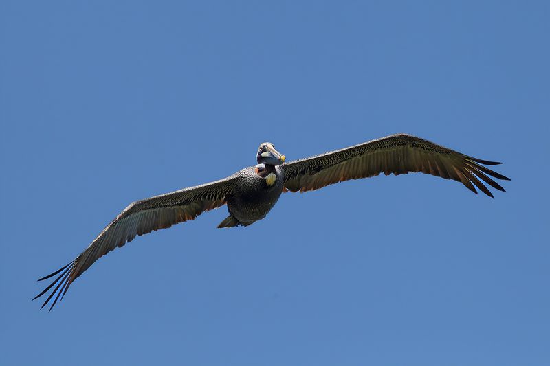 Brown Pelican  (Pelecanus occidentalis carolinensis)